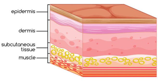 skin anatomy