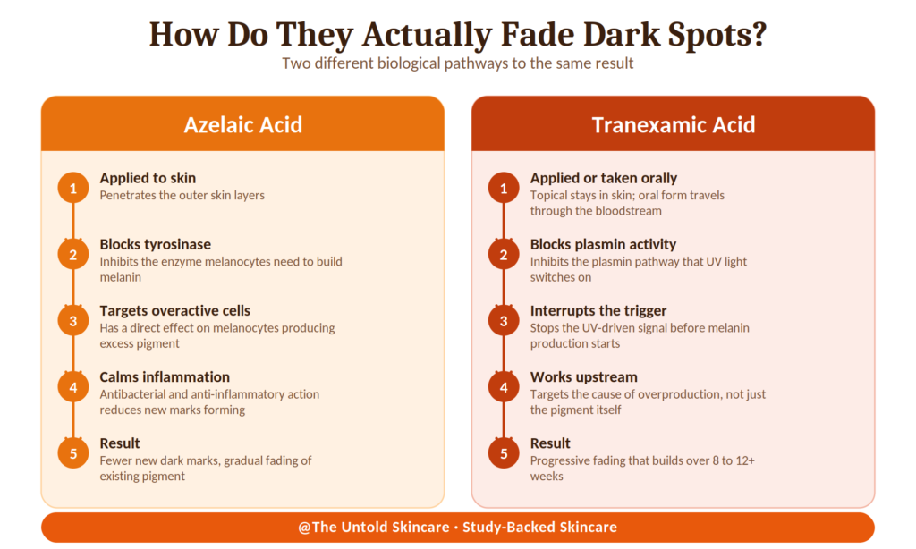 azelaic acid vs tranexamic acid working mechanism